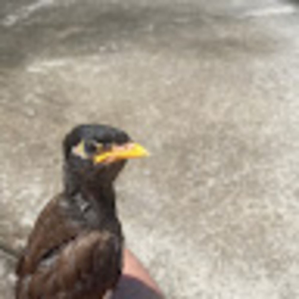 Meet your Posher, Appel